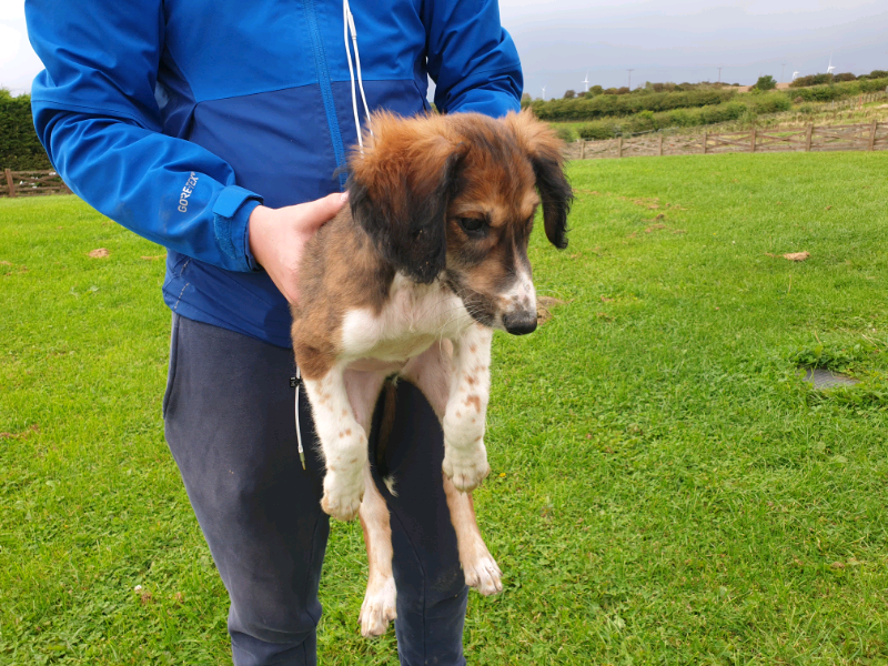 saluki for sale gumtree